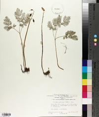 Dicentra canadensis image