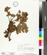 Quercus greggii image