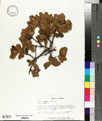 Quercus greggii image