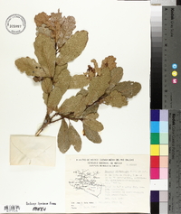 Quercus laceyi image