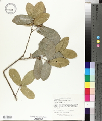 Quercus laceyi image