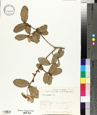 Quercus glabrescens image