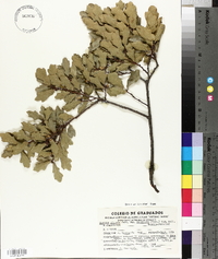 Quercus sinuata var. breviloba image