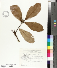 Quercus segoviensis image