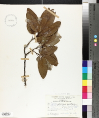 Quercus polymorpha image