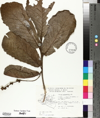 Quercus peduncularis image