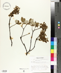 Quercus suber image