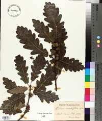 Quercus sessiliflora image