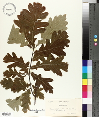 Quercus robur image