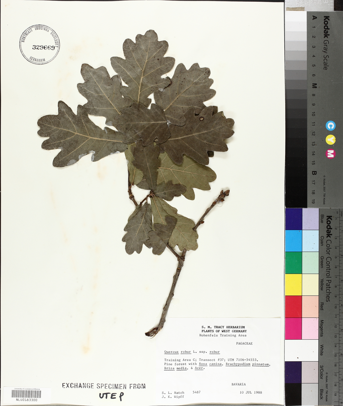 Quercus robur subsp. robur image