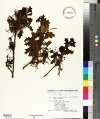 Quercus robur image