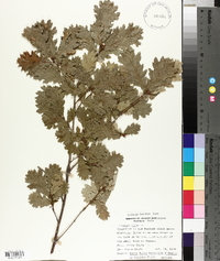 Quercus robur image