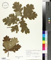 Quercus robur image