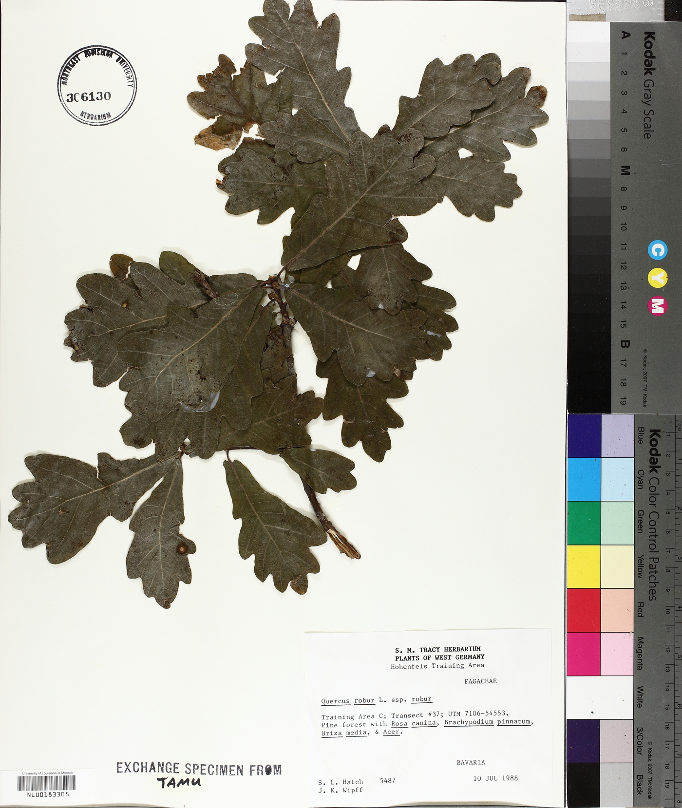 Quercus robur subsp. robur image