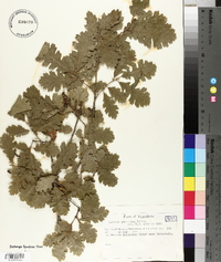 Quercus pubescens image