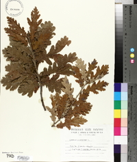 Quercus pubescens image