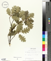 Quercus pubescens image