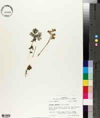 Dicentra canadensis image