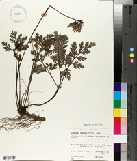 Dicentra formosa image