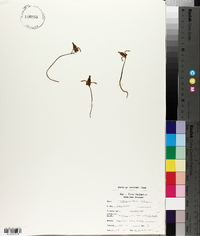 Dicentra formosa image