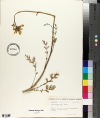 Dicentra ochroleuca image