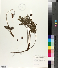 Dicentra formosa image