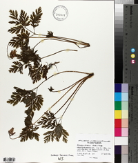 Dicentra formosa image