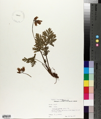 Dicentra formosa image