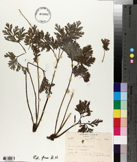 Dicentra formosa image