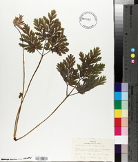 Dicentra formosa image