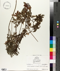 Dicentra formosa image