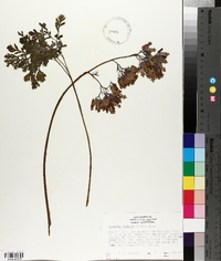 Dicentra formosa image