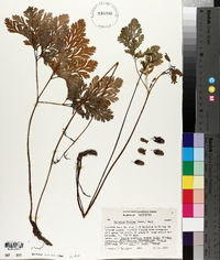 Dicentra formosa image