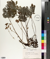 Dicentra formosa image