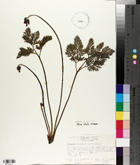 Dicentra formosa image