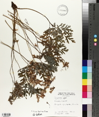 Dicentra eximia image
