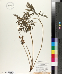 Dicentra eximia image