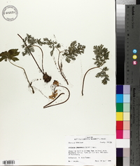 Dicentra canadensis image