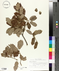 Quercus faginea image