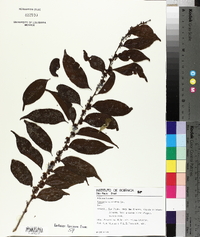 Casearia sylvestris image