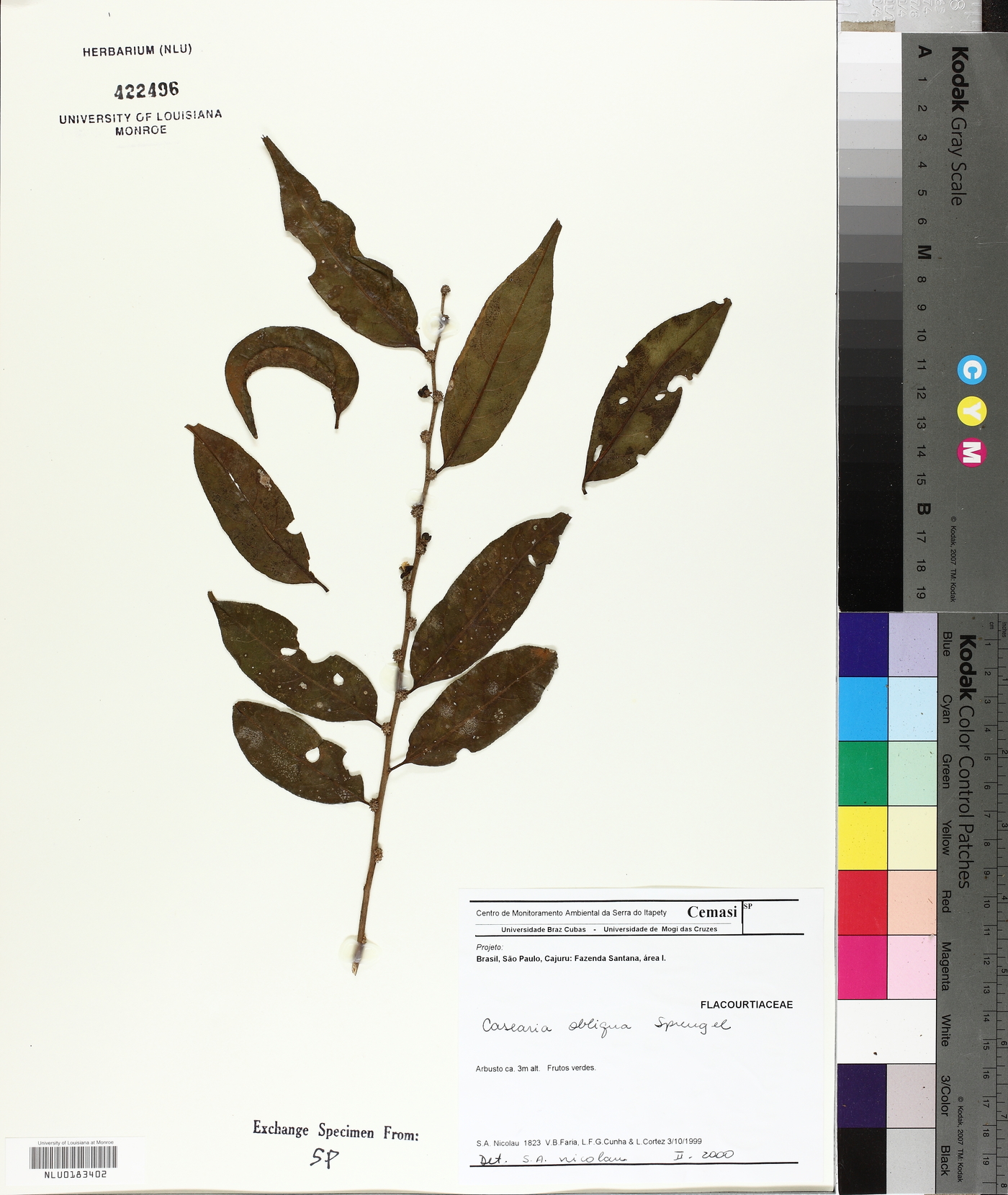 Casearia obliqua image