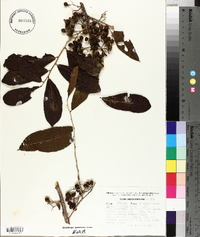 Casearia nitida image