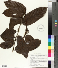 Casearia javitensis image