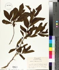 Casearia dolichophylla image