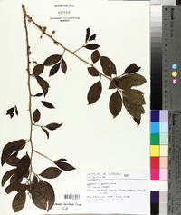 Casearia decandra image