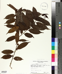 Casearia arborea image