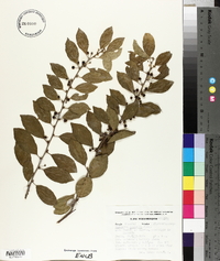 Casearia aculeata image