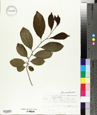 Casearia aculeata image