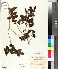 Azara serrata image