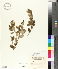 Azara dentata image
